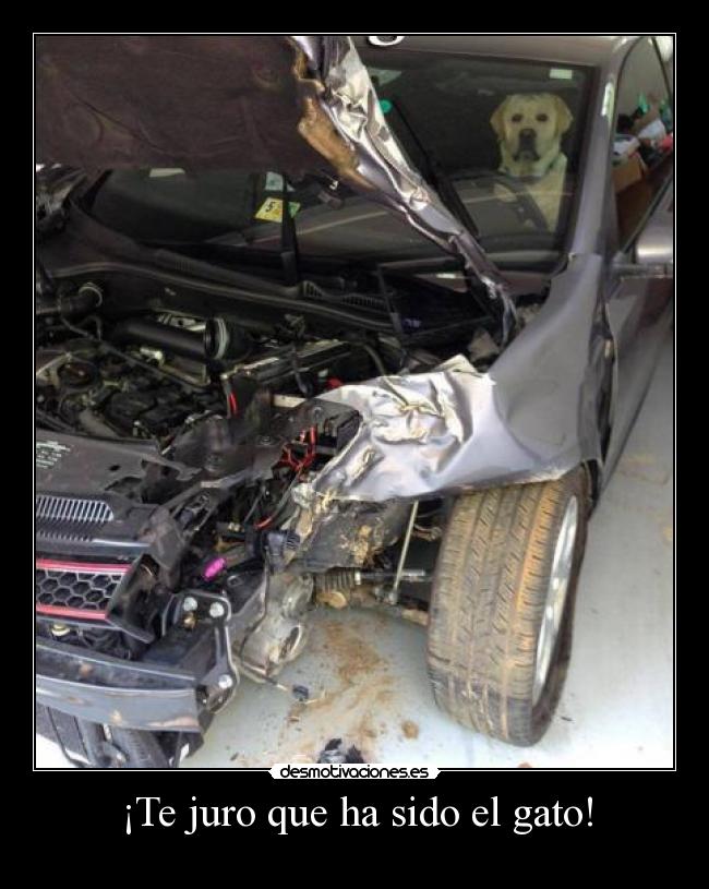 ¡Te juro que ha sido el gato! -