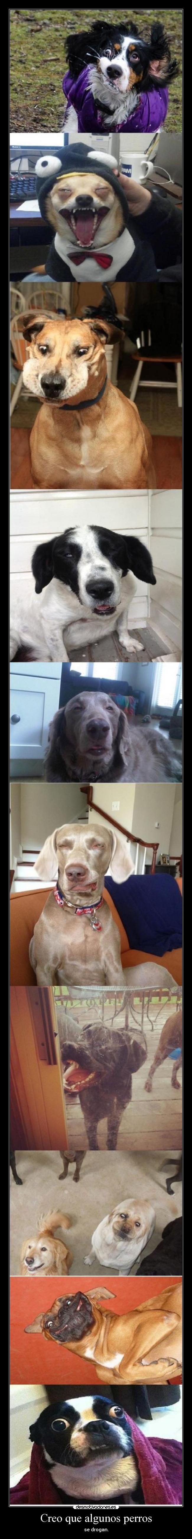 Creo que algunos perros - se drogan.