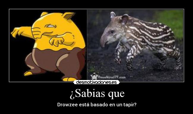 ¿Sabias que - Drowzee está basado en un tapir?
