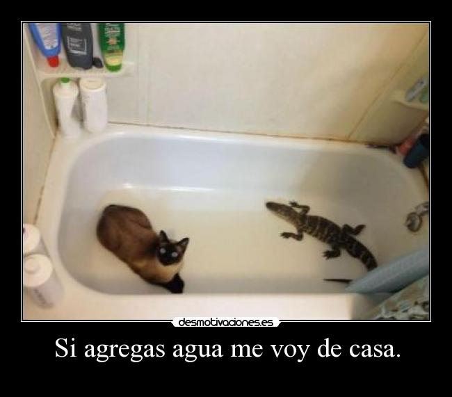 Si agregas agua me voy de casa. -