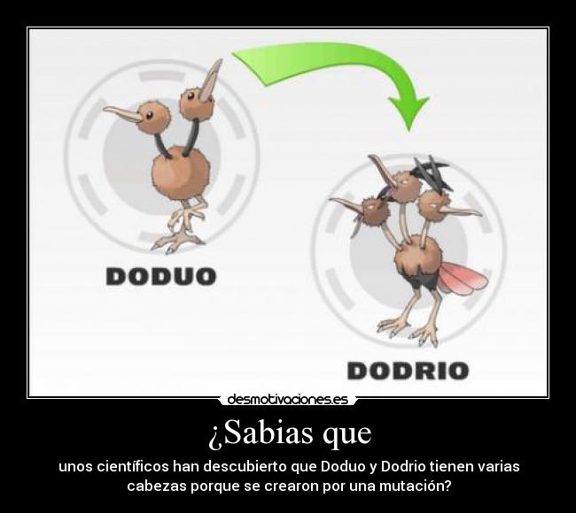 ¿Sabias que - unos científicos han descubierto que Doduo y Dodrio tienen varias
cabezas porque se crearon por una mutación?