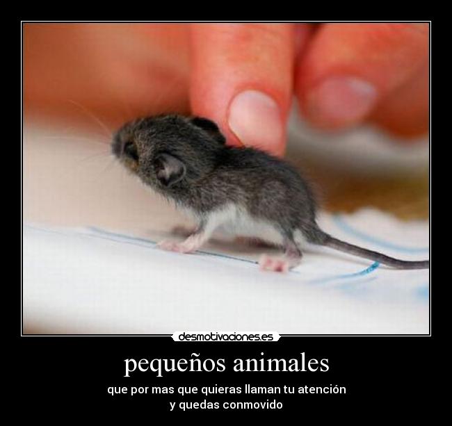 pequeños animales - que por mas que quieras llaman tu atención
y quedas conmovido