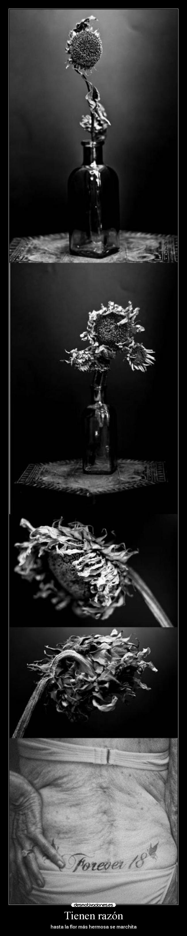 Tienen razón - hasta la flor más hermosa se marchita