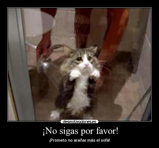 ¡No sigas por favor! - ¡Prometo no arañar más el sofá!