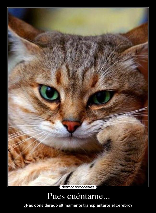Pues cuéntame... - ¿Has considerado últimamente transplantarte el cerebro?