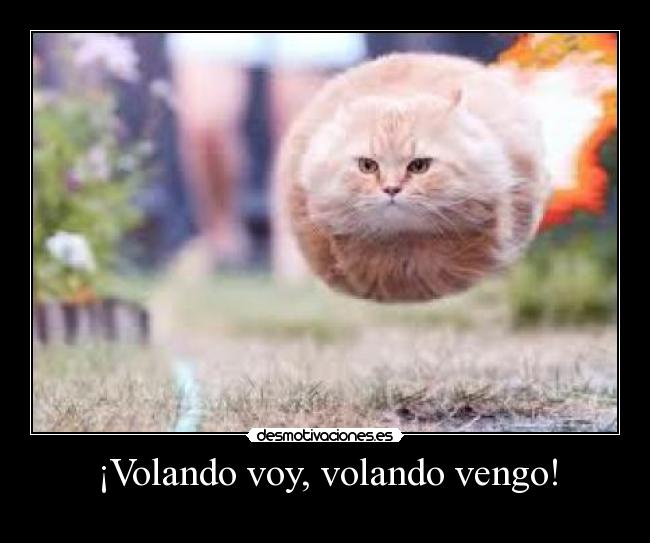 ¡Volando voy, volando vengo! - 