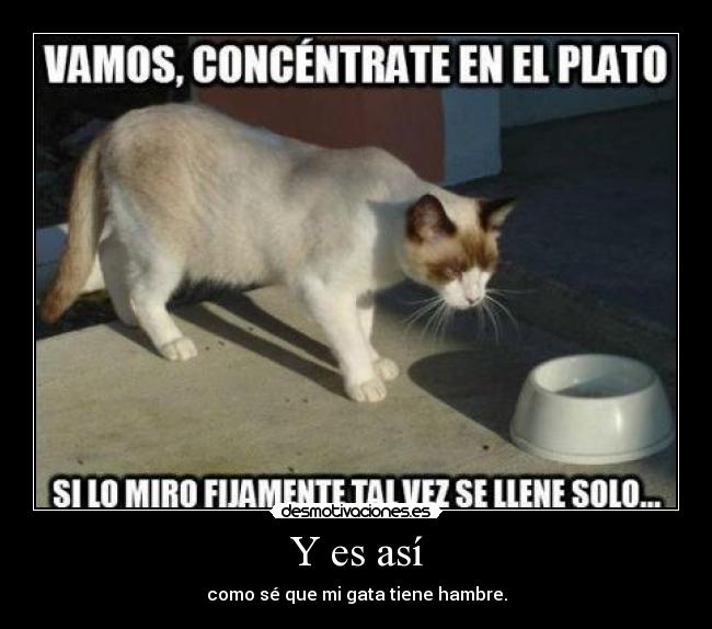 Y es así - como sé que mi gata tiene hambre.