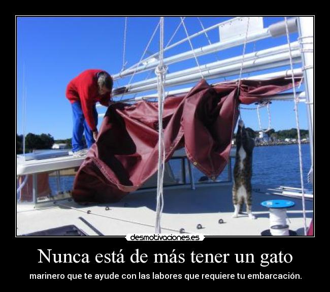 carteles gato marinero desmotivaciones