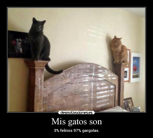 Mis gatos son -