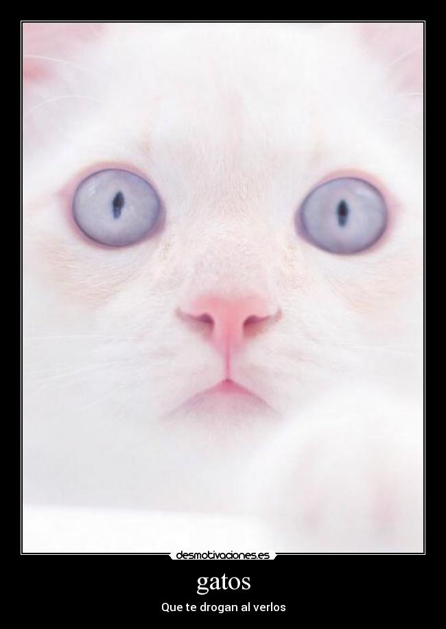 gatos - Que te drogan al verlos