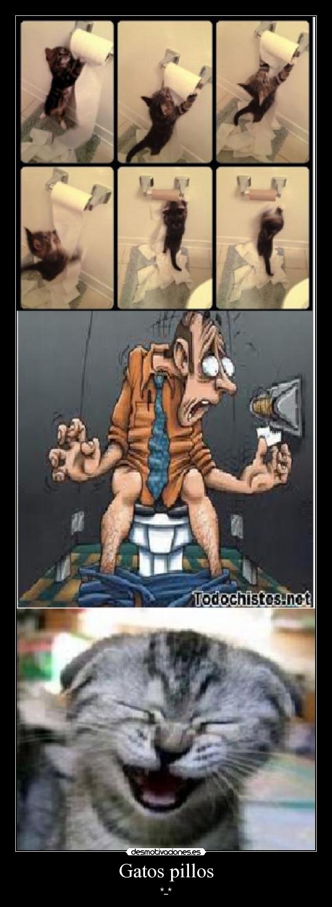 Gatos pillos -