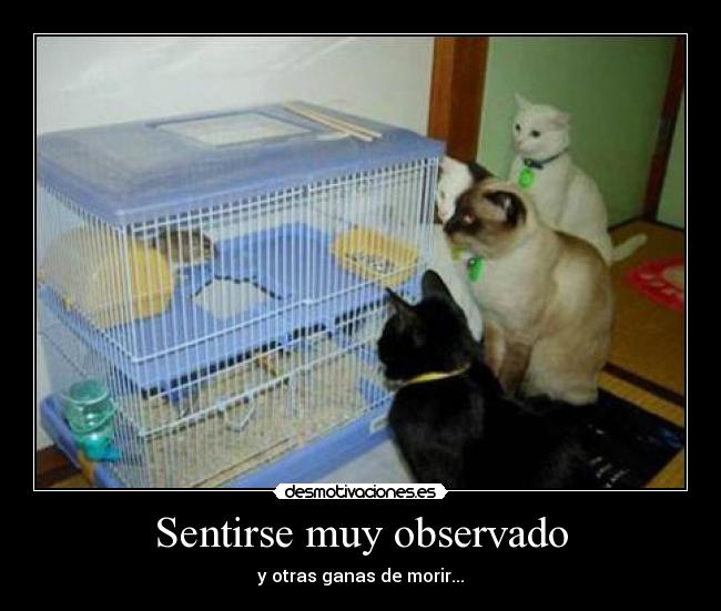 Sentirse muy observado - 