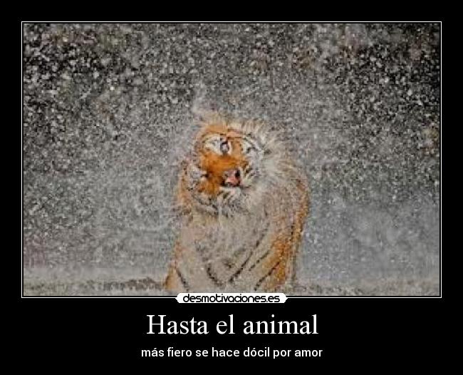 Hasta el animal - más fiero se hace dócil por amor