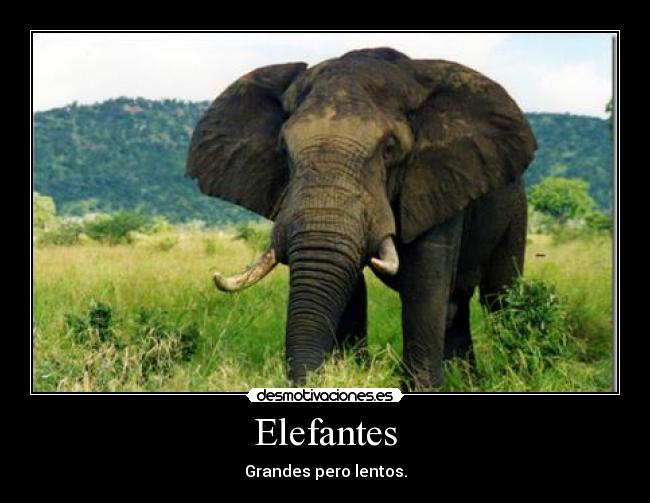 Elefantes - Grandes pero lentos.