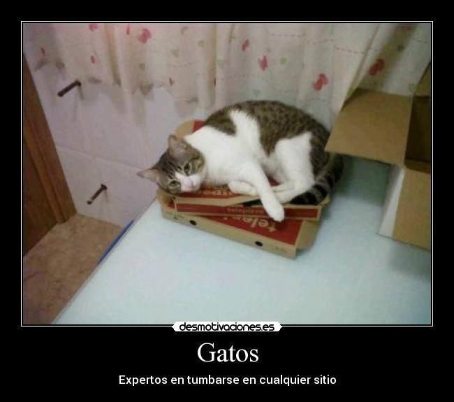 Gatos - Expertos en tumbarse en cualquier sitio