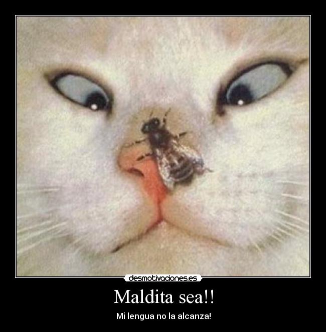 Maldita sea!! -