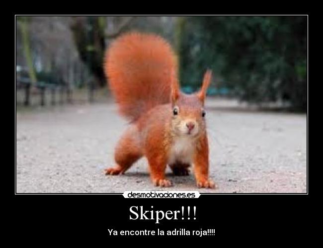 Skiper!!! - 