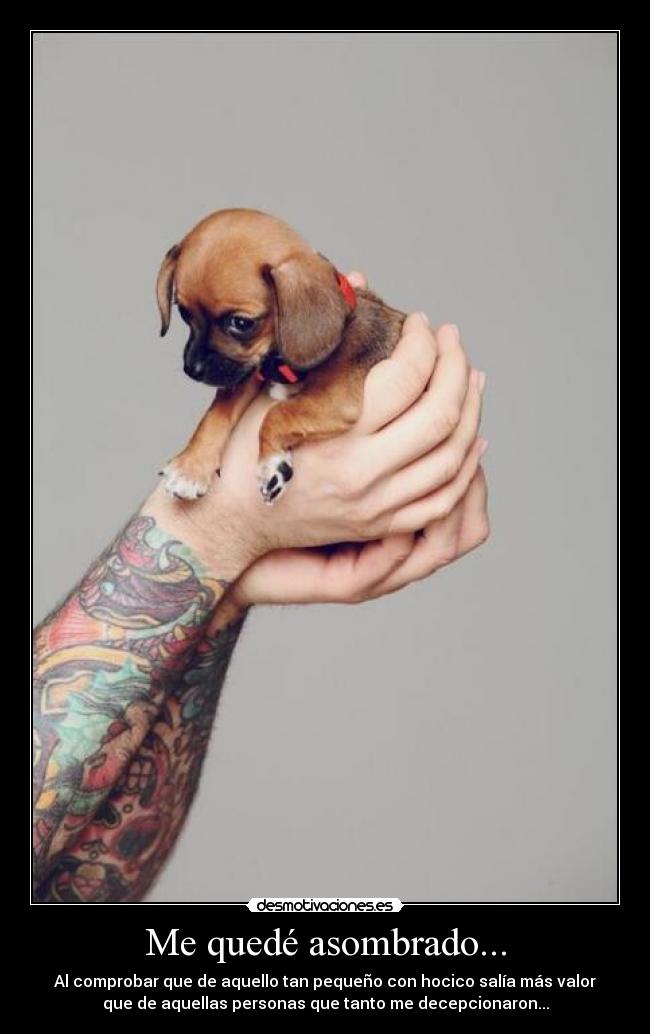 Me quedé asombrado... - Al comprobar que de aquello tan pequeño con hocico salía más valor
que de aquellas personas que tanto me decepcionaron...