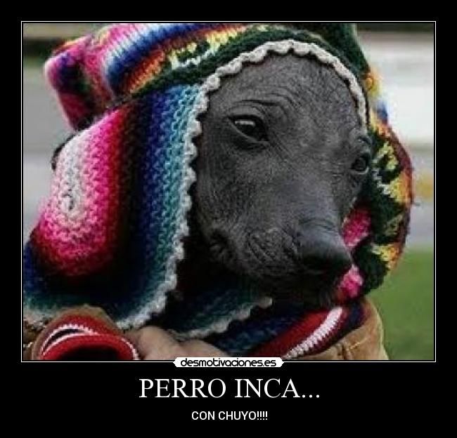 carteles sudamerica peru perros desmotivaciones