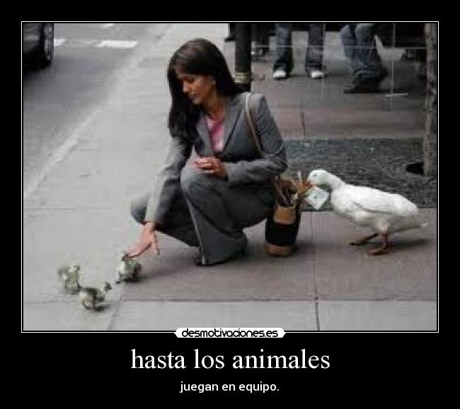 hasta los animales - juegan en equipo.