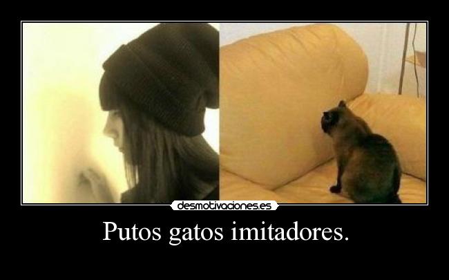 Putos gatos imitadores. -