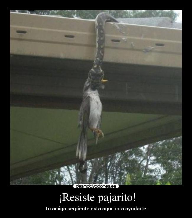 ¡Resiste pajarito! -