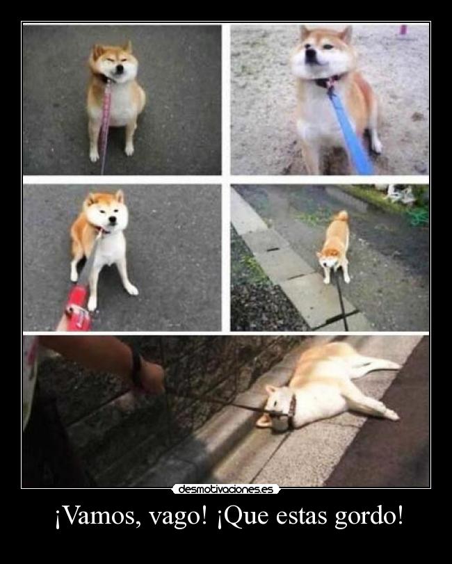¡Vamos, vago! ¡Que estas gordo! -