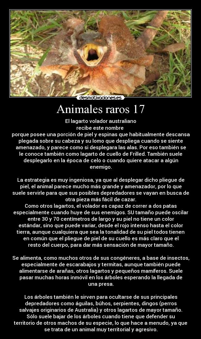 Animales raros 17 - 