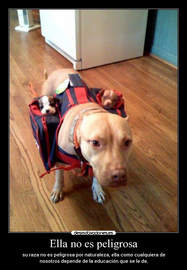 Ella no es peligrosa - su raza no es peligrosa por naturaleza, ella como cualquiera de
nosotros depende de la educación que se le de.