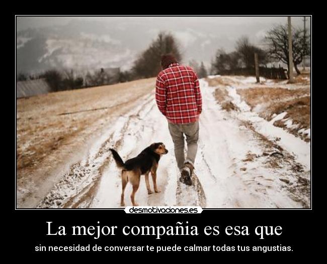 La mejor compañia es esa que - sin necesidad de conversar te puede calmar todas tus angustias.