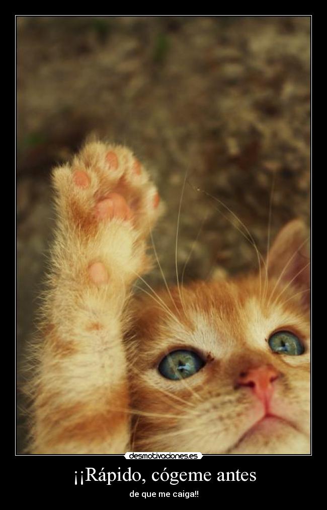 carteles directionerloveforever smile cats time dado por subir mierda desmotivaciones