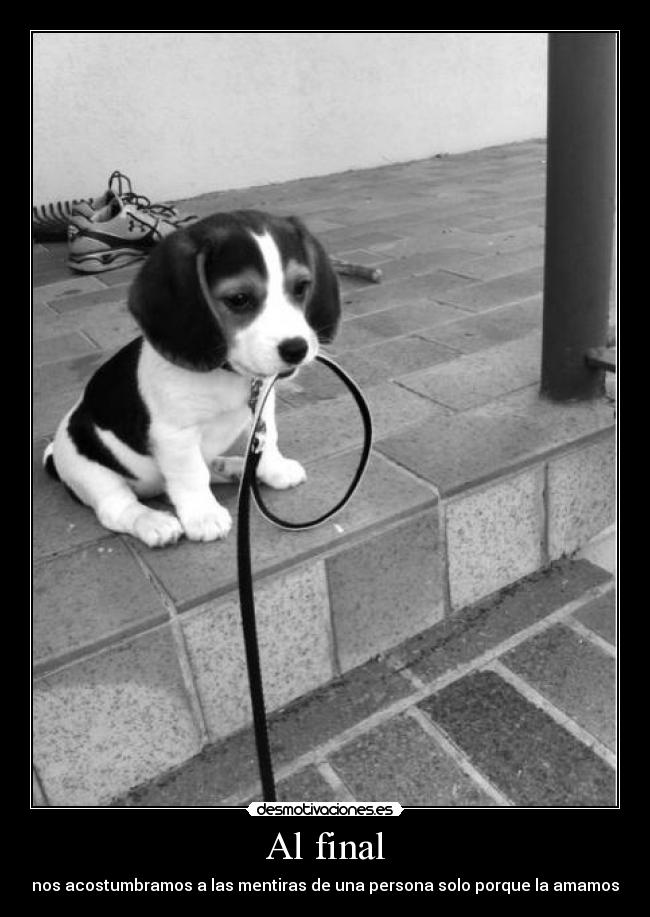 carteles albano98 final pobre perrito blanco negro foto nose que poner los tags xddd desmotivaciones