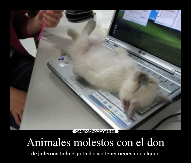 Animales molestos con el don -