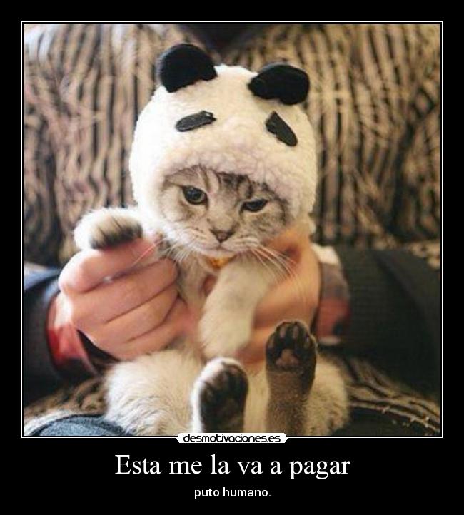 Esta me la va a pagar - puto humano.