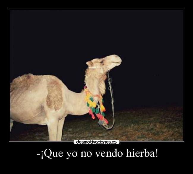 -¡Que yo no vendo hierba! -