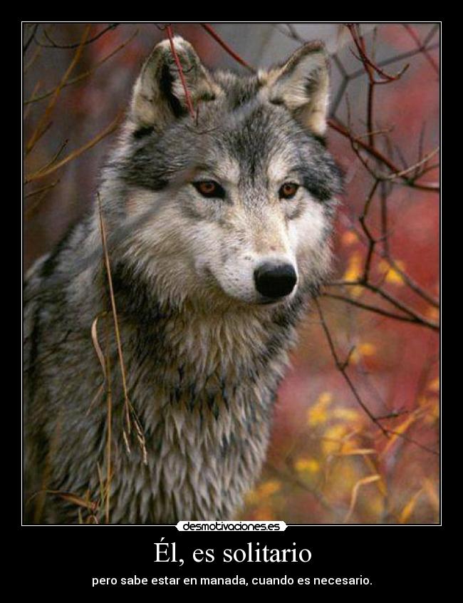 Él, es solitario - pero sabe estar en manada, cuando es necesario.
