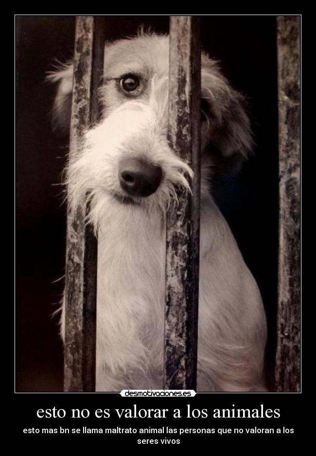 carteles animales animalesdelmundo desmotivaciones