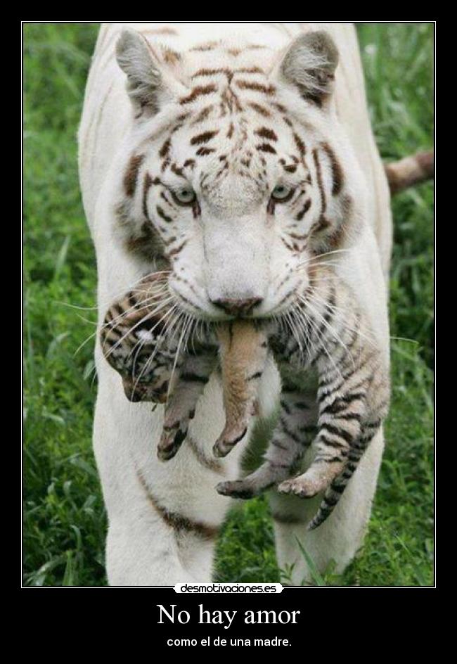 No hay amor - como el de una madre.