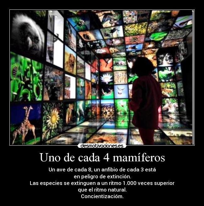Uno de cada 4 mamíferos - Un ave de cada 8, un anfibio de cada 3 está
en peligro de extinción.
Las especies se extinguen a un ritmo 1.000 veces superior
que el ritmo natural.
Concientizacióm.