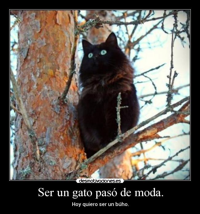 Ser un gato pasó de moda. -