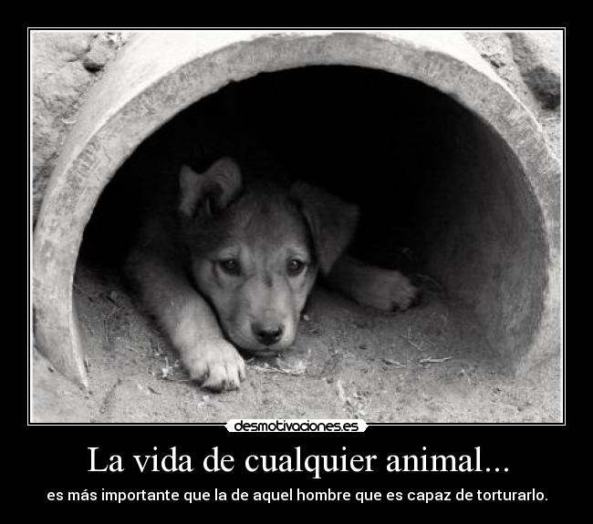 La vida de cualquier animal... - 