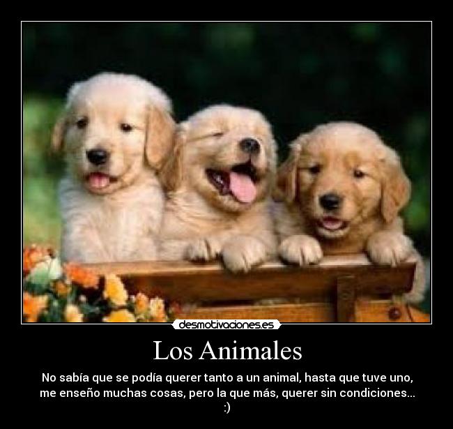 Los Animales -
