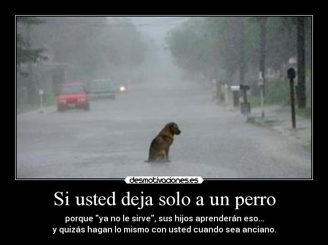 Si usted deja solo a un perro -