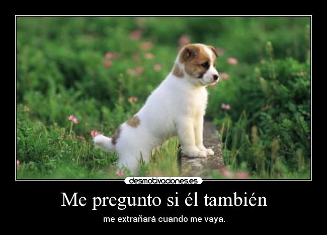 carteles perritoslosmejoresamigosdelhombre desmotivaciones