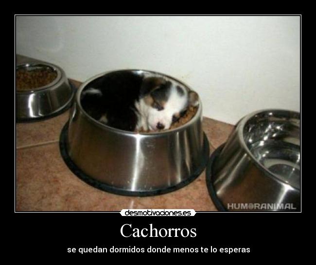 Cachorros - se quedan dormidos donde menos te lo esperas