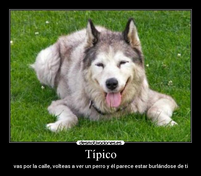 Típico - vas por la calle, volteas a ver un perro y él parece estar burlándose de ti