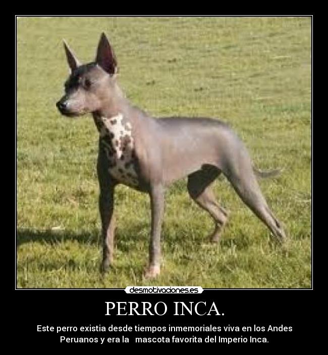 carteles sudamerica peru desmotivaciones