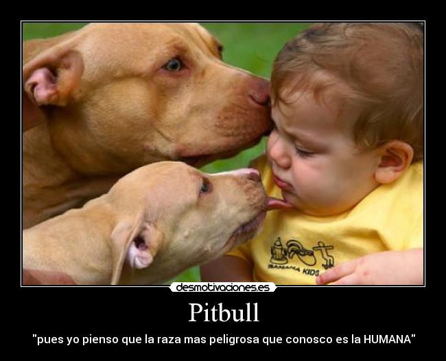 Pitbull - pues yo pienso que la raza mas peligrosa que conosco es la HUMANA