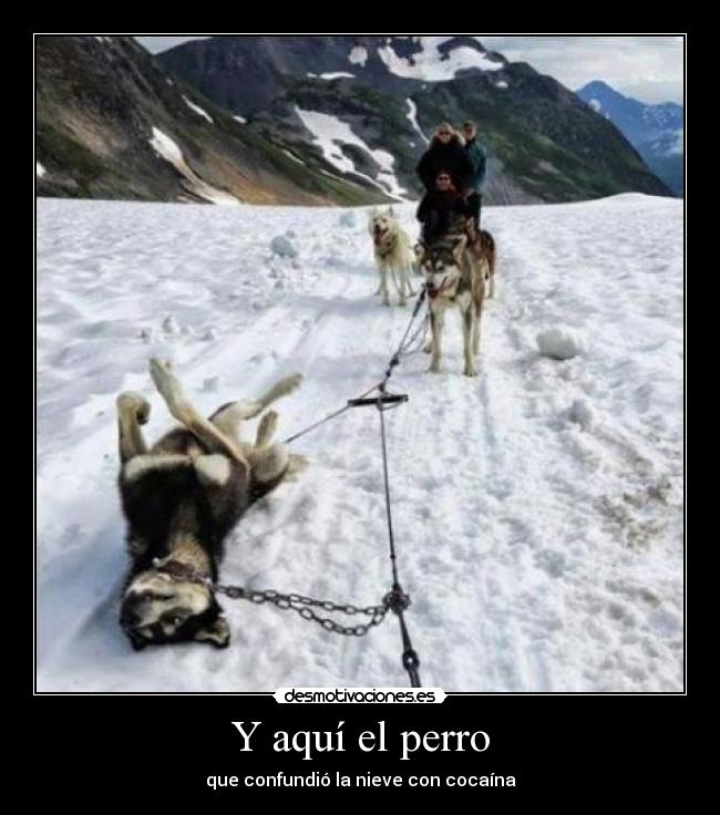 Y aquí el perro - que confundió la nieve con cocaína