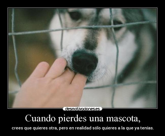 Cuando pierdes una mascota, - 